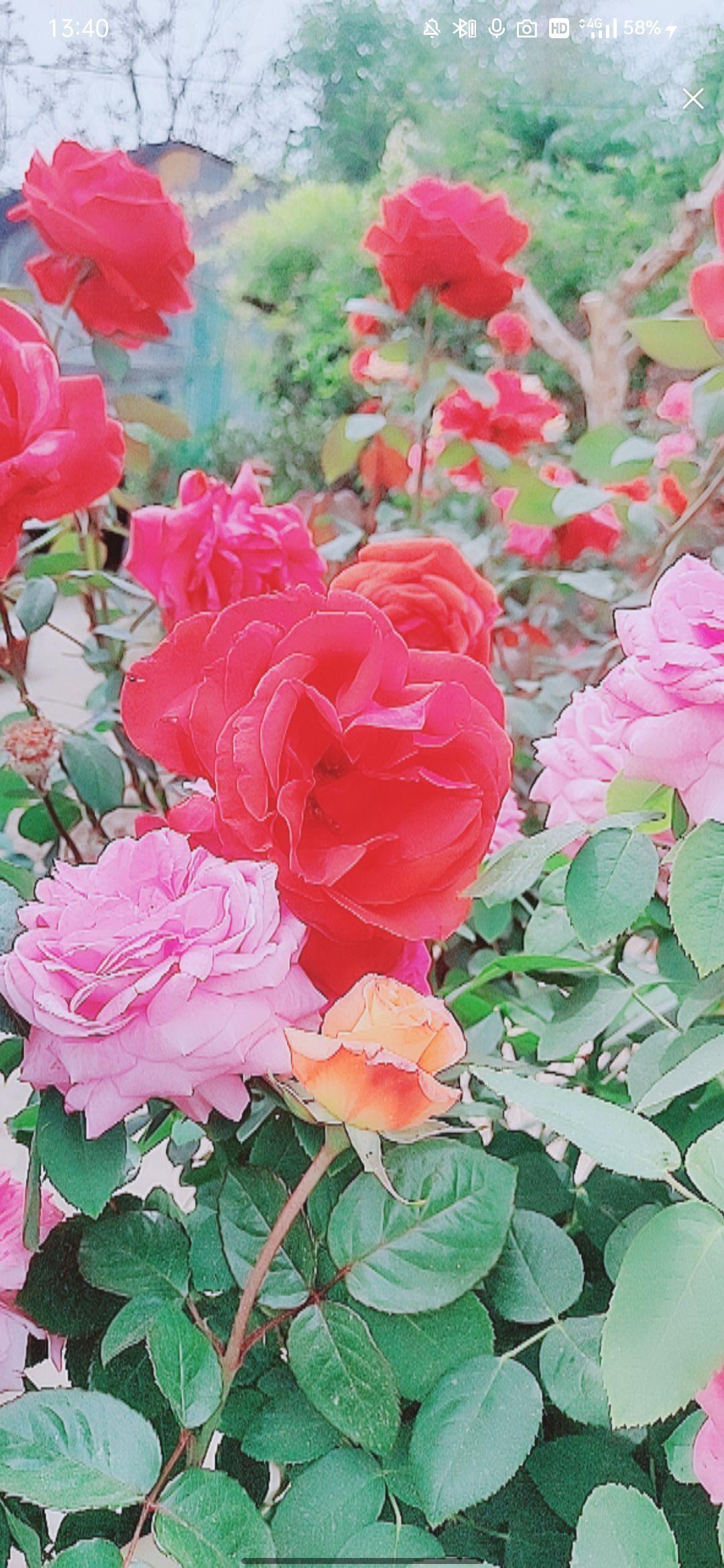 婷婷💕感恩有你陪伴的图片