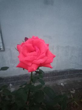 果果(平安好运)主播照片