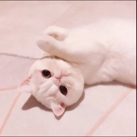 ◐惠主，2388◐的图片