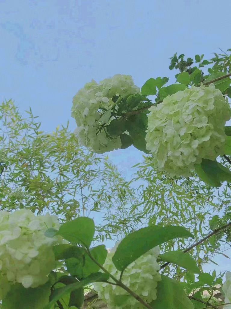 安琪同学的图片