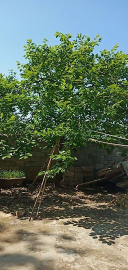果果(平安好运)主播照片
