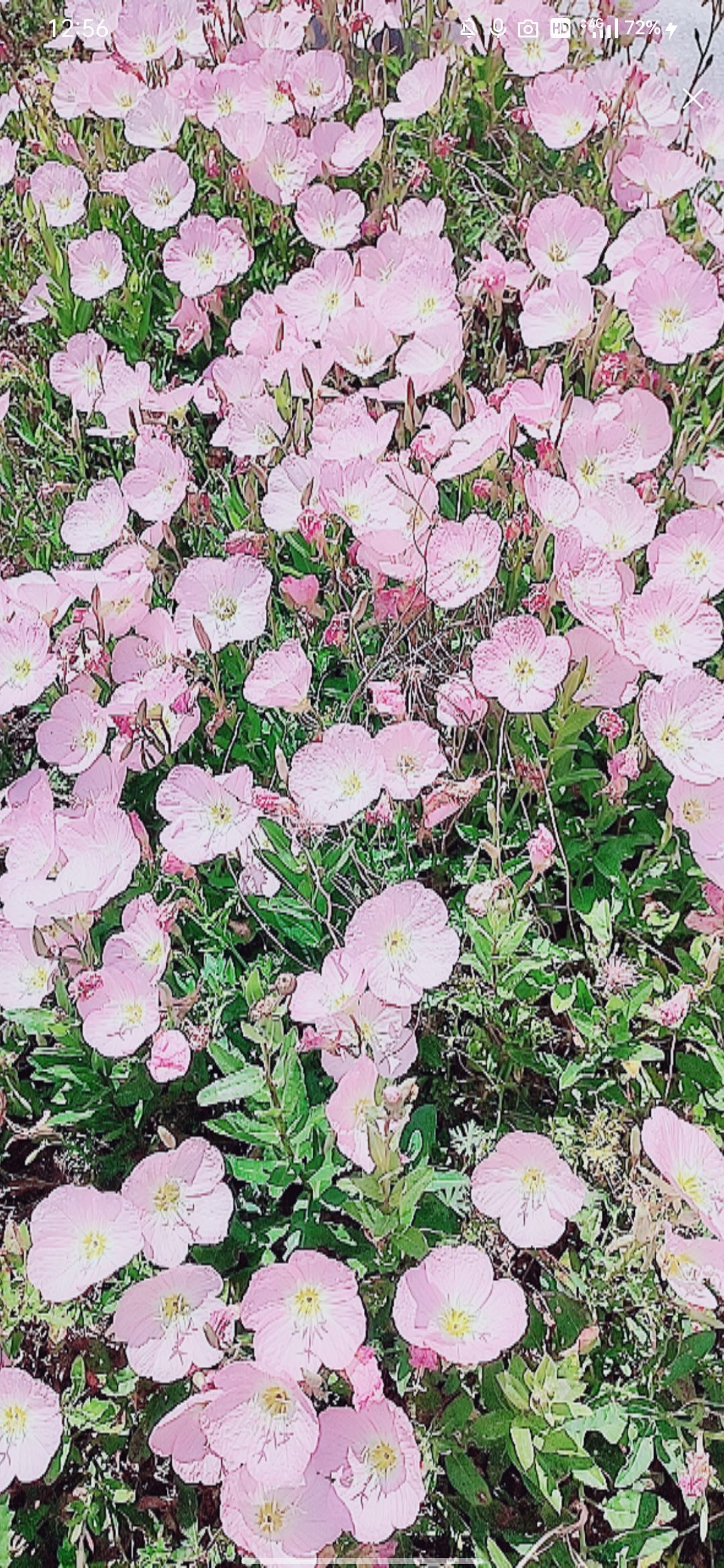 婷婷💕感恩有你陪伴的图片