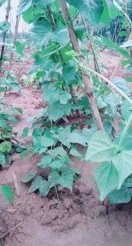 甜蜜未来乐在心怀主播照片