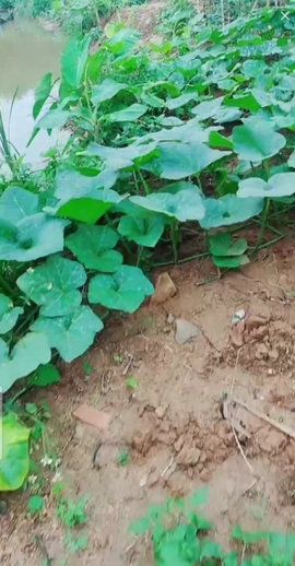 甜蜜未来乐在心怀主播照片
