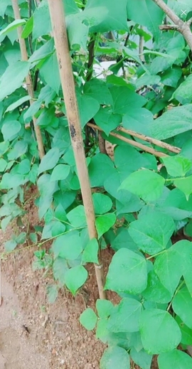 甜蜜未来乐在心怀主播照片