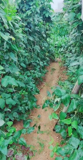 甜蜜未来乐在心怀主播照片