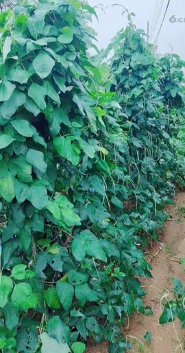 甜蜜未来乐在心怀主播照片