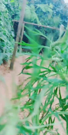 甜蜜未来乐在心怀主播照片