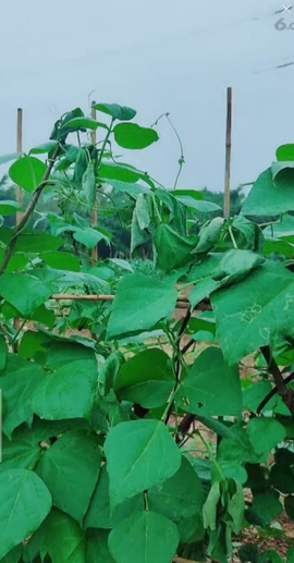 甜蜜未来乐在心怀主播照片