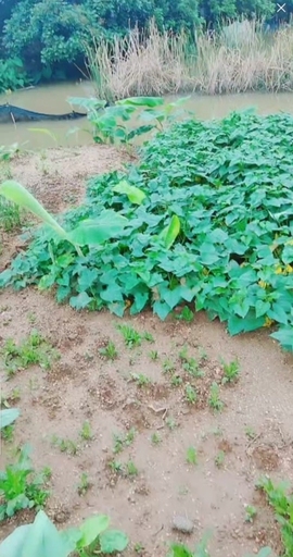甜蜜未来乐在心怀主播照片