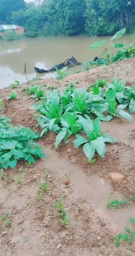甜蜜未来乐在心怀主播照片