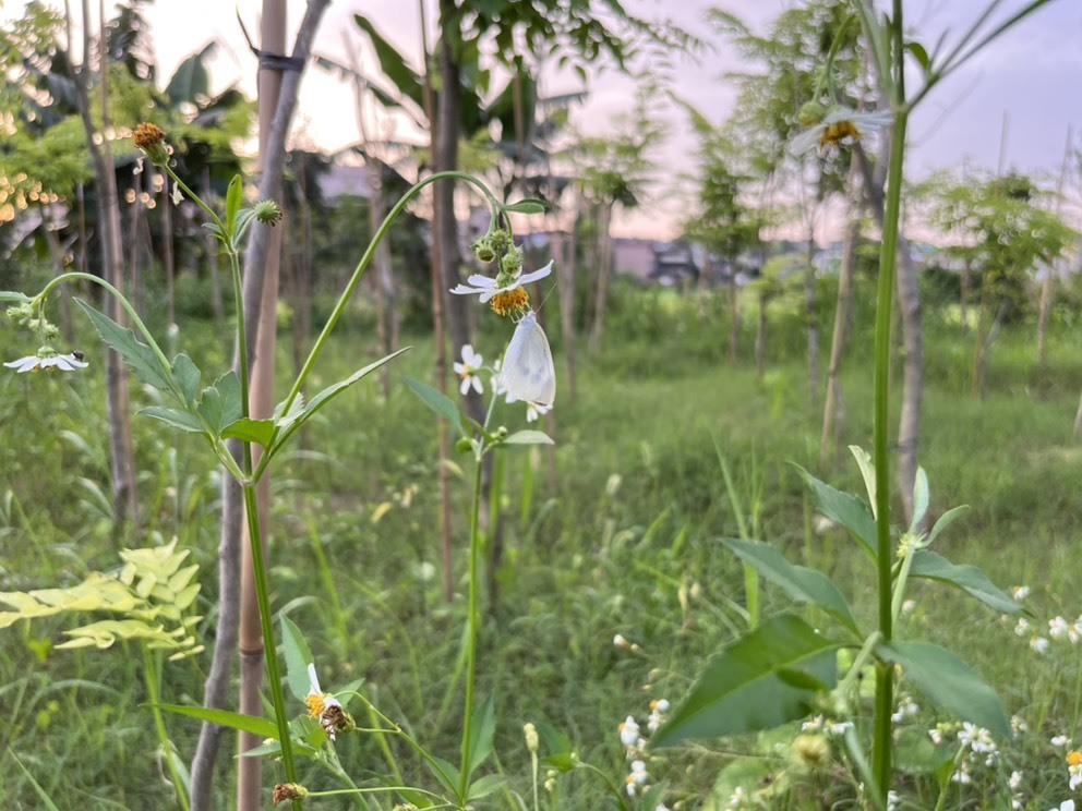 麦。.的主播照片