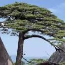没光华