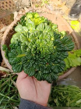 👑䒕暖宝好运旺旺旺主播照片