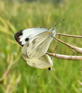 藏獒王∶成龙沸沸主播照片