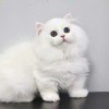 zpogosyix海报