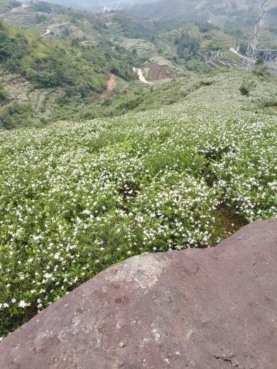 小谢农村田园生活的图片