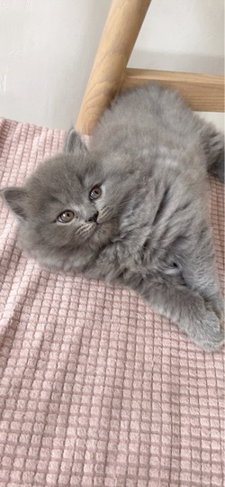 依芝の自闭中主播照片