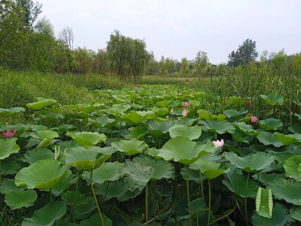 婷婷💕感恩有你陪伴的图片