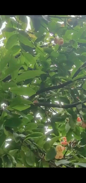 朋友叫去他家摘莲雾都