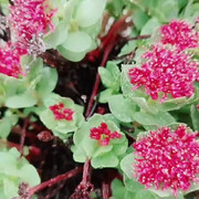 损以修己～杠上生🌸