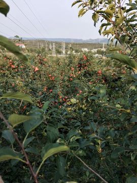 野百合饿晕了🌱🌱主播照片