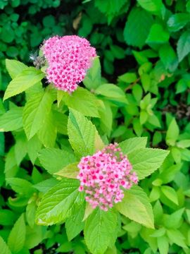 野百合饿晕了🌱🌱主播照片