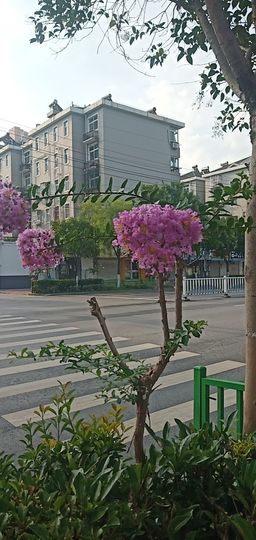 果果(平安好运)主播照片