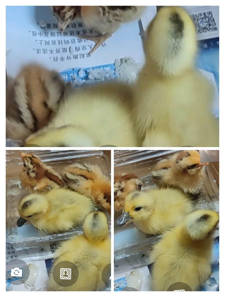 婷婷💕感恩有你陪伴的图片
