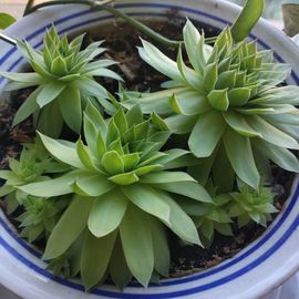 野百合饿晕了🌱🌱主播照片