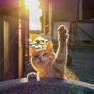 饲养员🐈海报