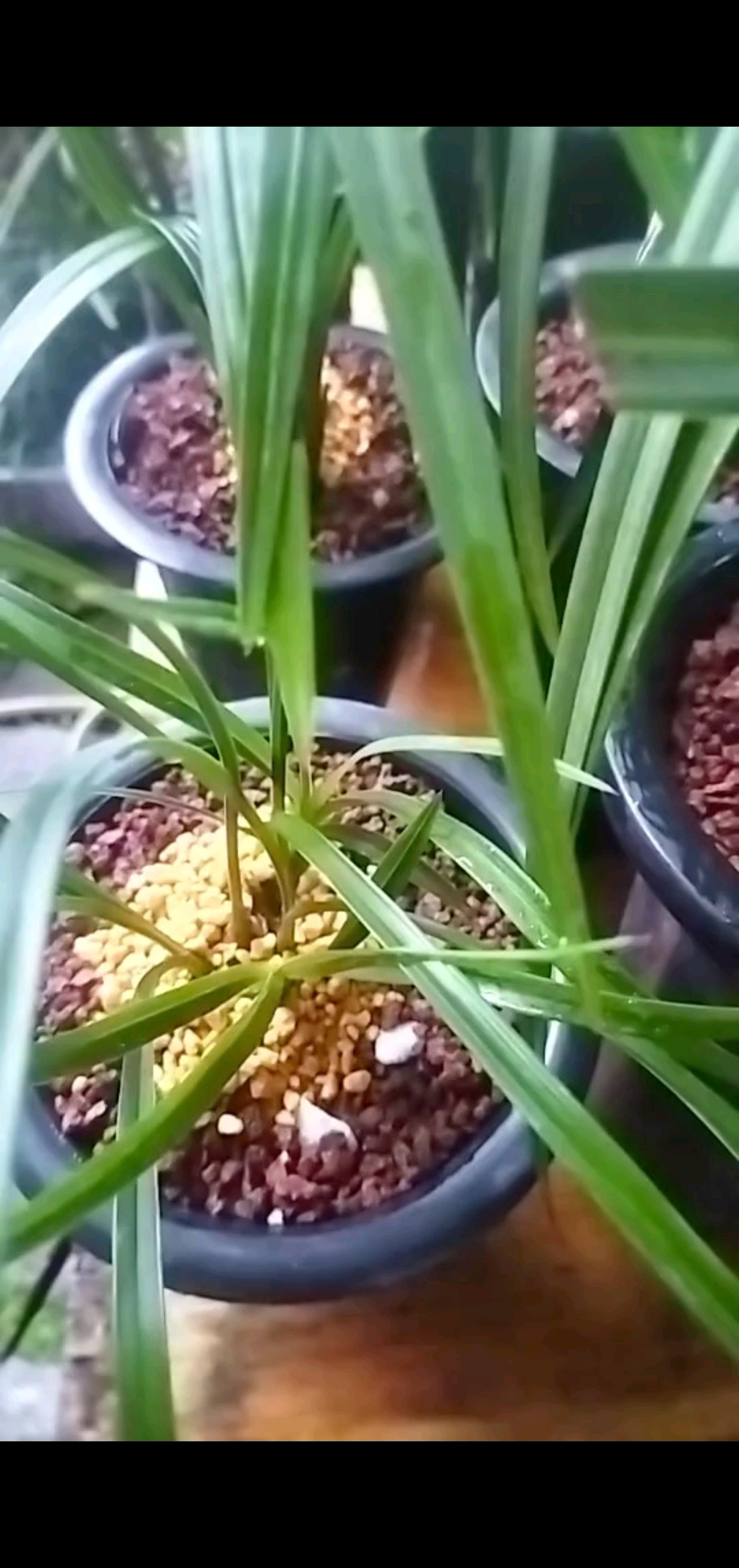 其实结婚挺好的，不结