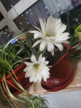 聆听~爱唱歌的图片