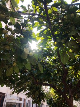 果果(平安好运)主播照片