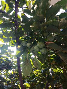 果果(平安好运)主播照片