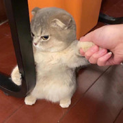 傲娇蕊