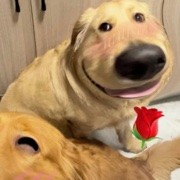 狗头碎大石
