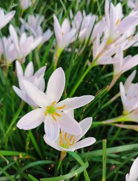 🌼阳阳得意🌼主播照片