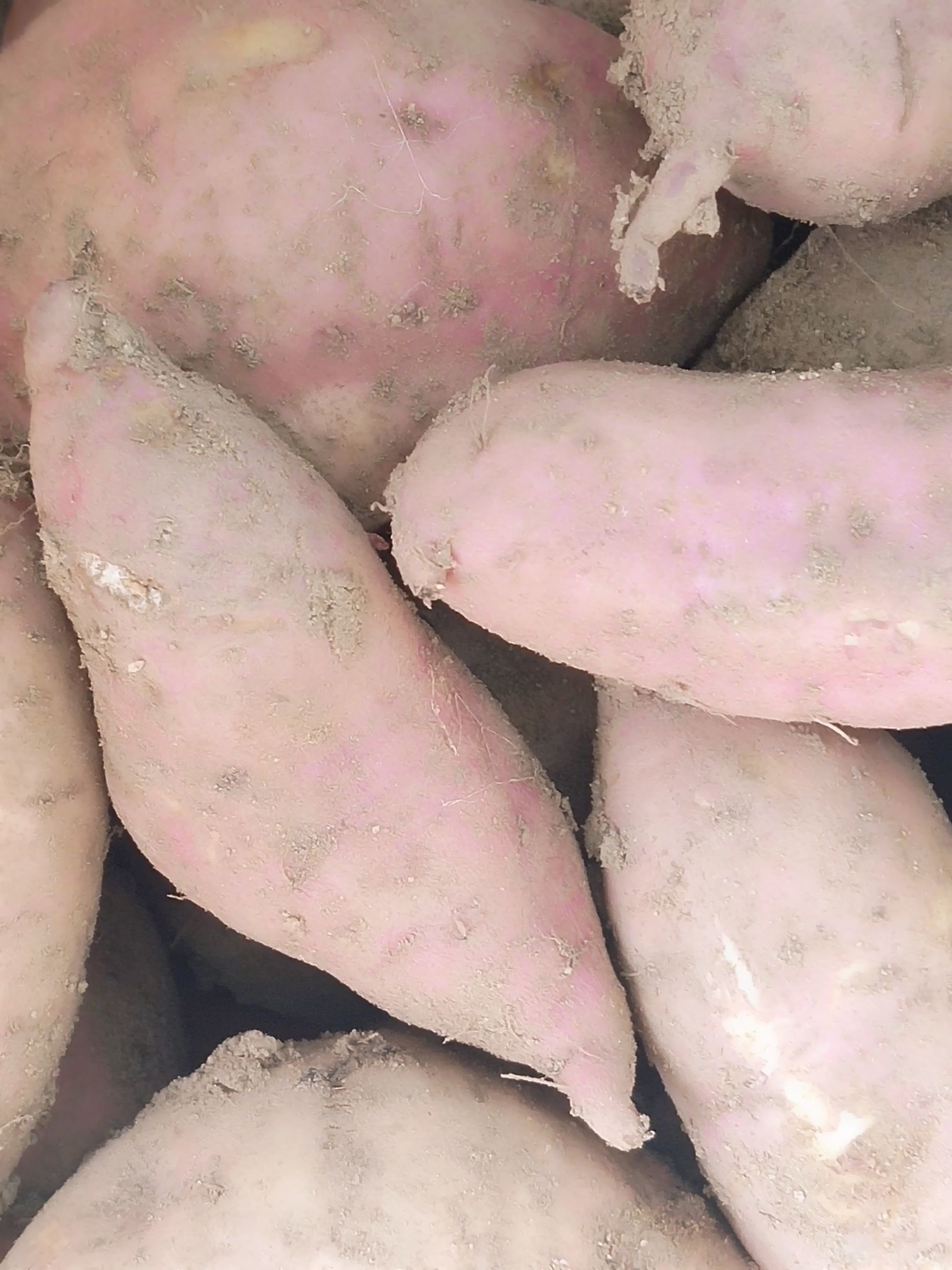 丑小鸭💞愿有一束光的图片
