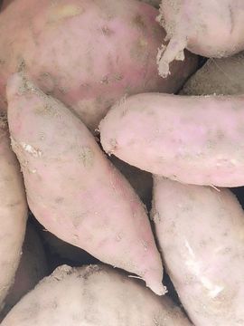 苗族曼尼多的图片