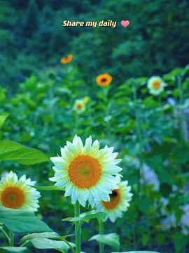 大白羊🌞相信光🧡主播照片
