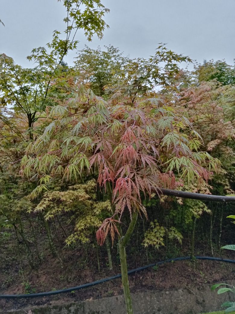 狂喜的雁南飞的主播照片