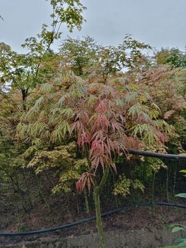 狂喜的雁南飞主播照片