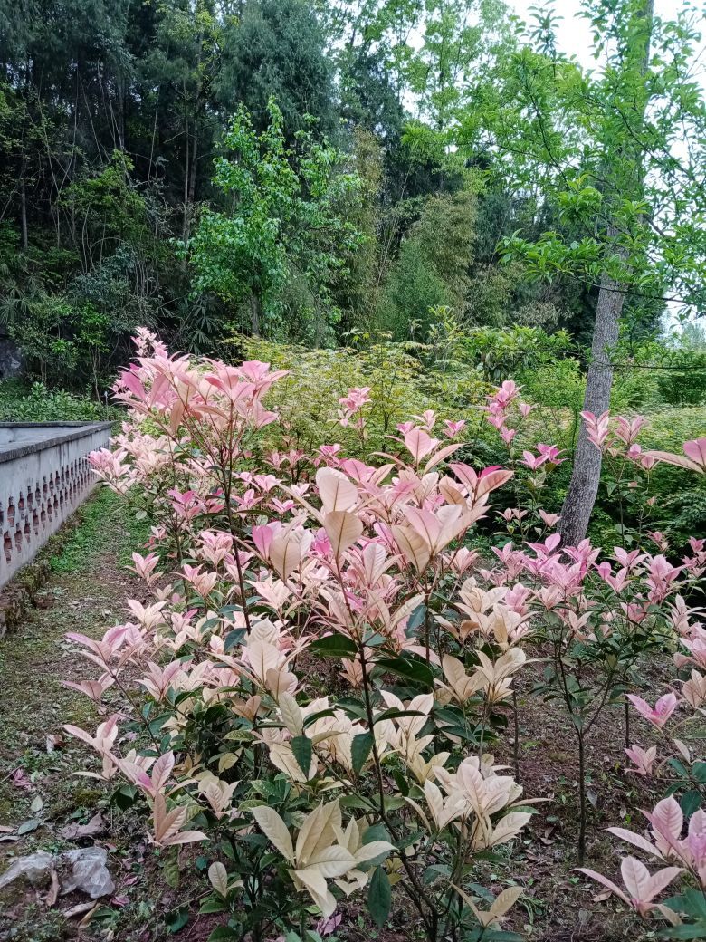 狂喜的雁南飞的主播照片