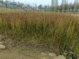 🍀冰雪❤️🍀加油的图片