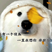木木木木木子洋的头像