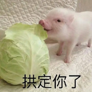 💞迷人哒四狗哥💞