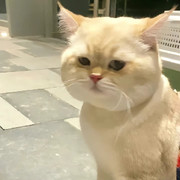 君陌上