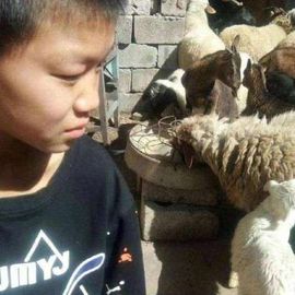 绿巨人就如同的图片