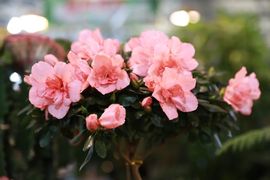 超持久“桑拿天”来了主播照片